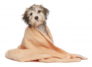 Wet chocolate havanese puppy after bath